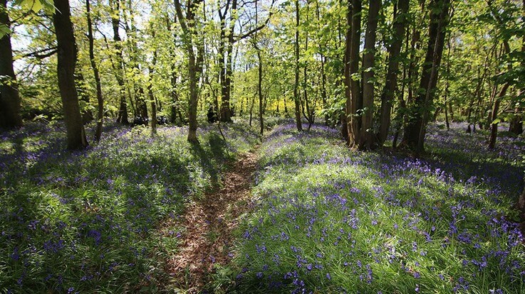 bluebell trails