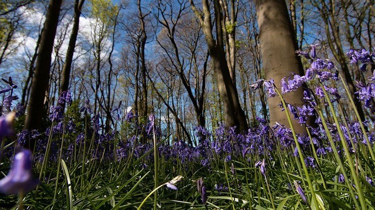 bluebells in wood