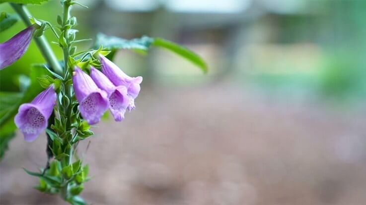 foxglove growing