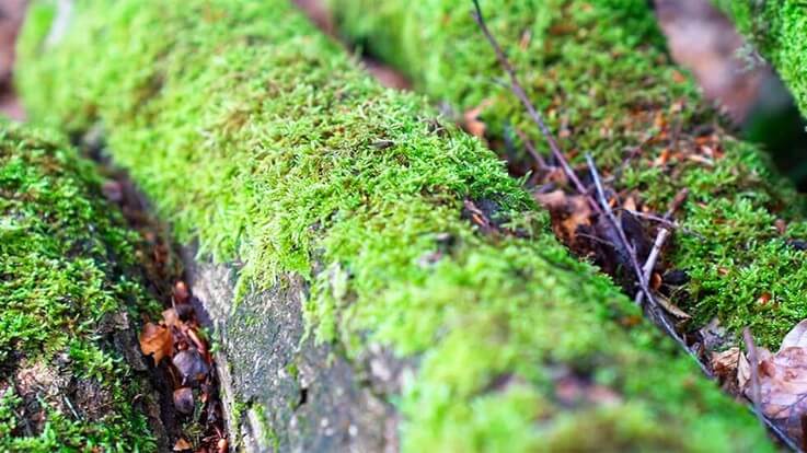 moss