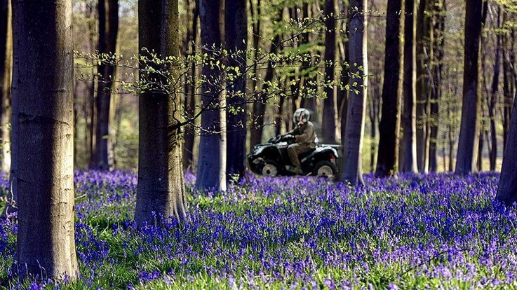 quad rider in ancient bluebell woodland